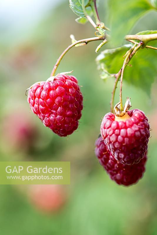 Raspberry 'Autumn Treasure' bears large, sweet fruits well into autumn.