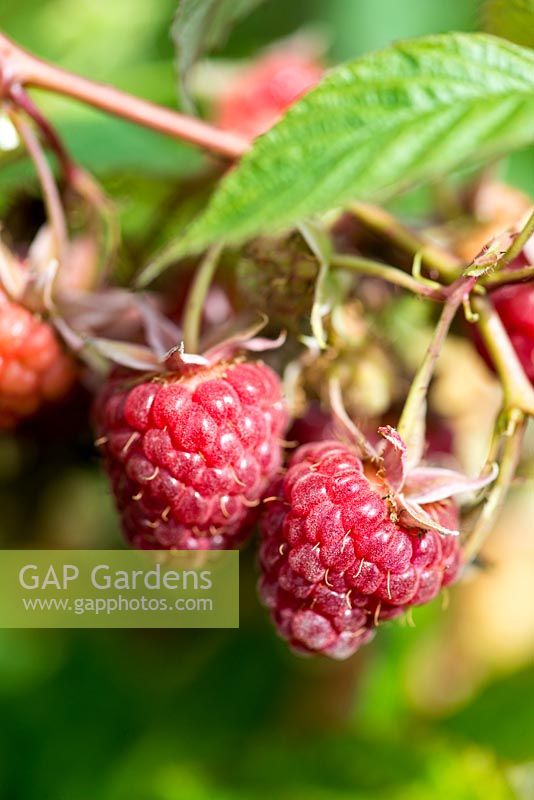 Raspberry 'Caroline' bears large, sweet fruit from late summer until first frosts.