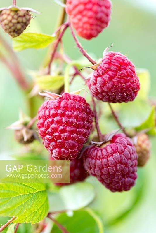 Raspberry 'Polka', a high yielding autumn variety with delicious sweet fruit.