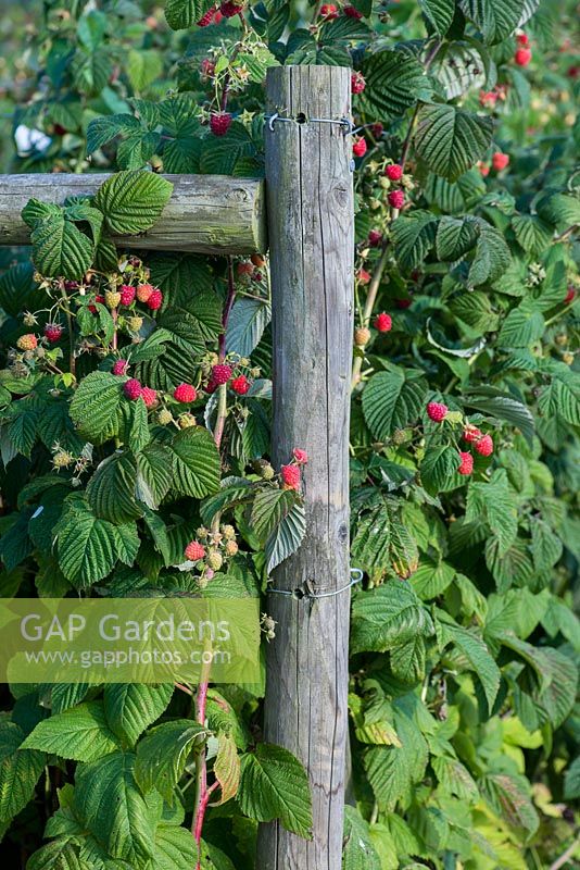 Raspberry canes trained between wooden posts, laden with fruit in late summer.