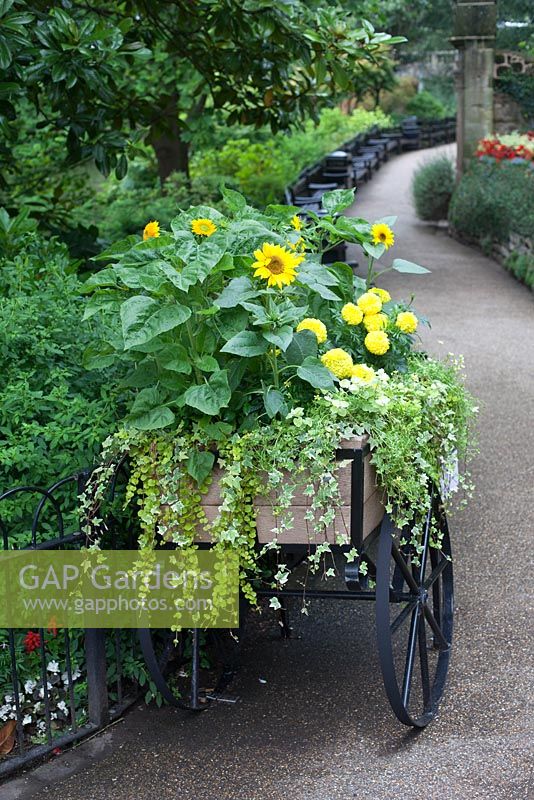 Yellow flowering plants planted in old cart on pathway 
