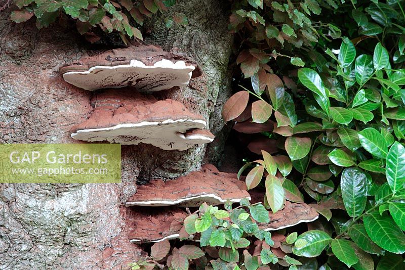 Ganoderma australe - Southern Bracket Fungus, Horsham, West Sussex, England