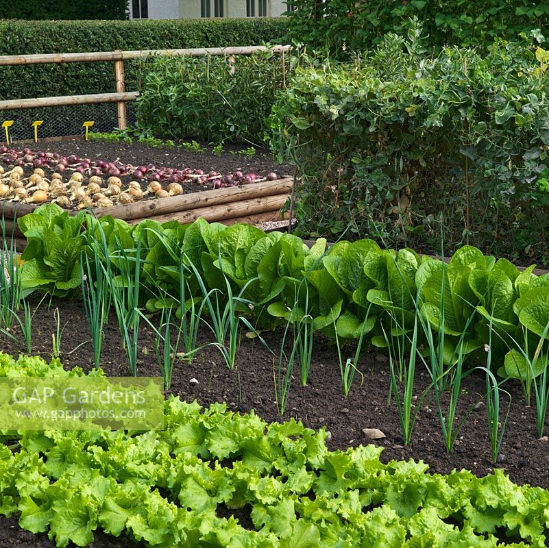 Raised beds of vegetables. Lettuce, leeks, beans. Beyond, onions drying on the earth.