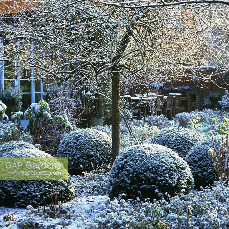 Fresh snow sprinkled on weeping pear - Pyrus salicifolia Pendula encircled by box domes.