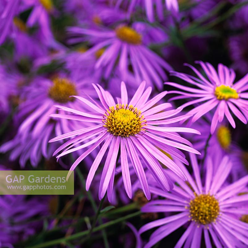 Aster x frikartii 'Monch'. National Collection of autumn-flowering asters.