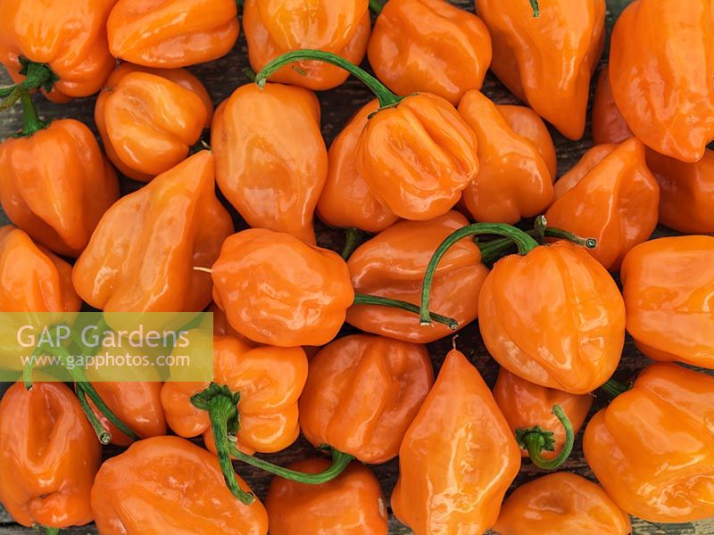 Chilli Orange Habanero, a collection of this small, red crinkled, orange pepper.