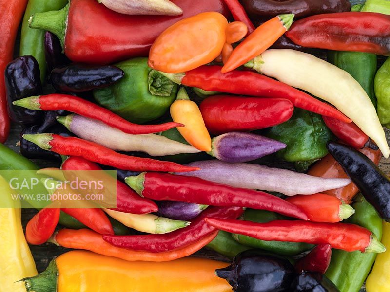 Capsicum annuum - A collection of small chilli peppers, in shades of green, purple, yellow, cream, red and orange - hot, medium and mild.