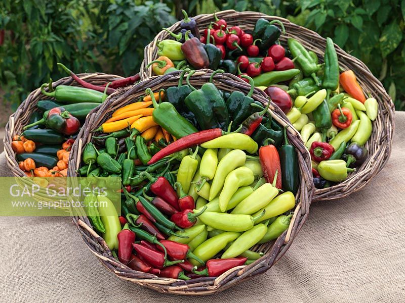 Baskets of chilli peppers. Hungarian Wax, Cherry Bomb, Serrano, Peperone Frigitello, Orange Habanero, Joe's Long Cayenne, Bulgarian Carrot, Jalapeno.