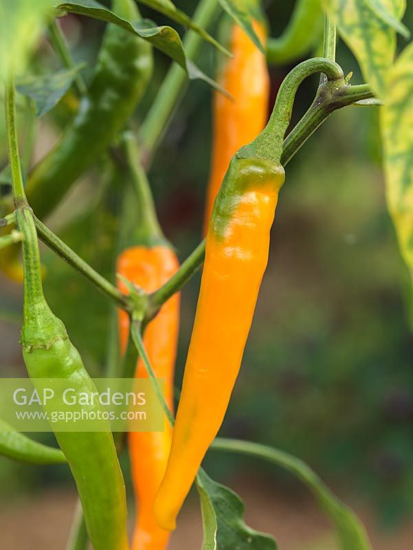 Chilli pepper 'Bulgarian  Carrot'. Long, thin pointed green chillies ripen to yellow.