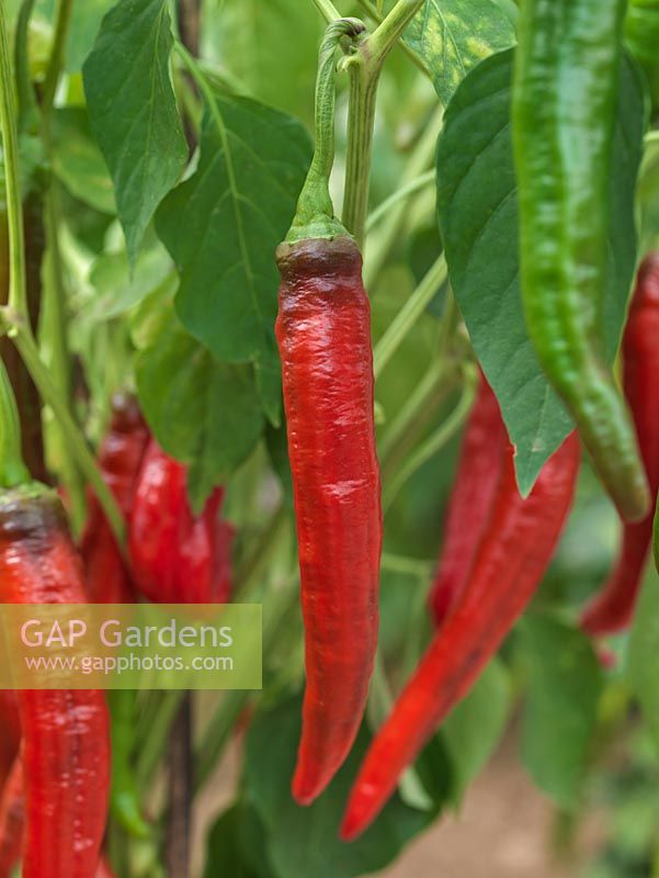 Capsicum annuum 'Peperone Frigitello' bears medium sized, early chillies - green maturing to red, sweet and thick fleshed with medium heat. Originating from Italy.