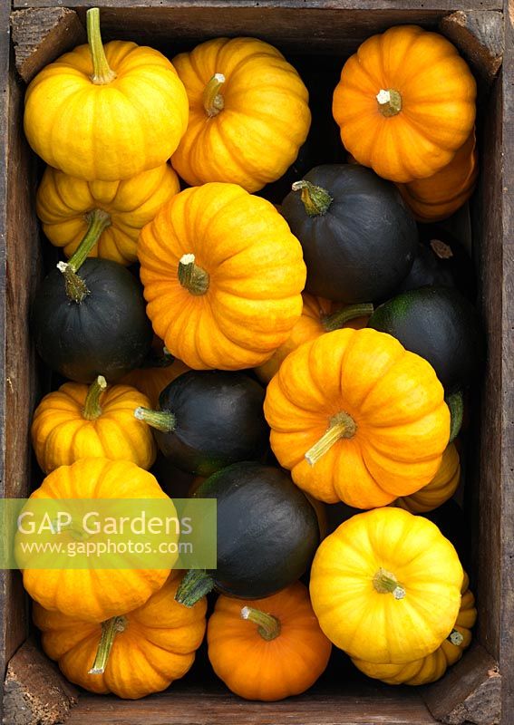 Freshly picked winter squashes -  'Jack be Little' and 'Little Gem'.