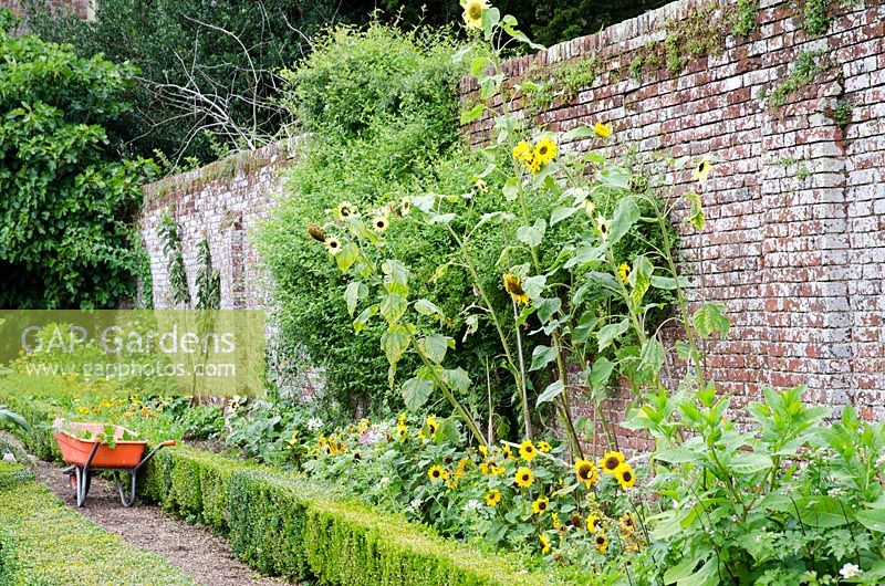 Walled garden with low Buxus hedging and border with Sunflowers, wheelbarrow with clippings
