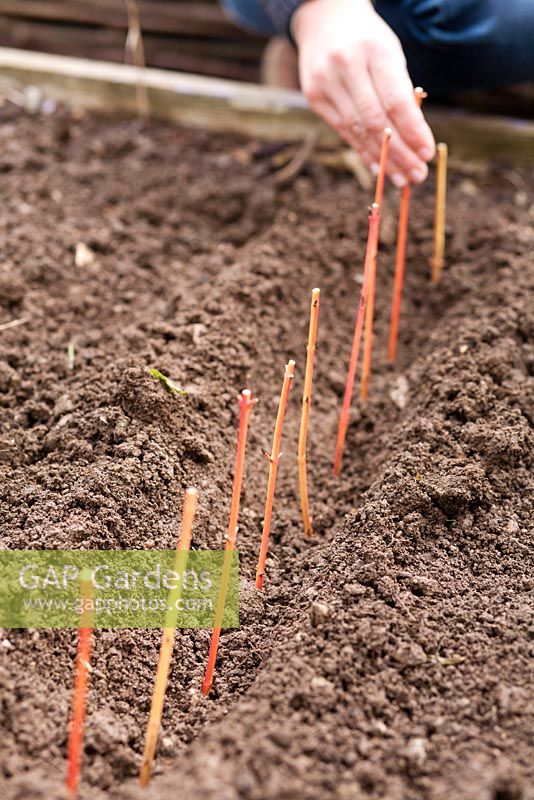 Hardwood Cornus 'Midwinter Fire'  cuttings. Planting cuttings in the trench.