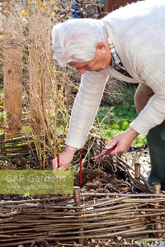 Hardwood Cornus alba 'Sibirica' cuttings. Man planting cuttings in a raised bed.