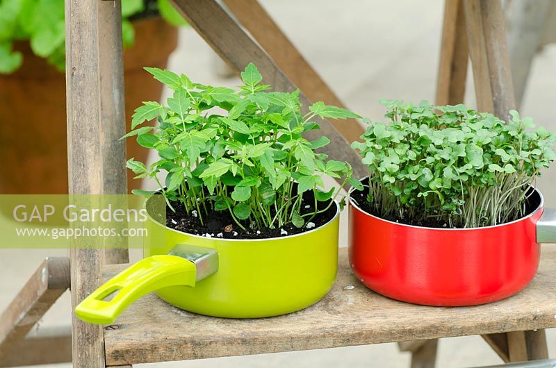 Mixed micro greens and cress in colourful saucepans