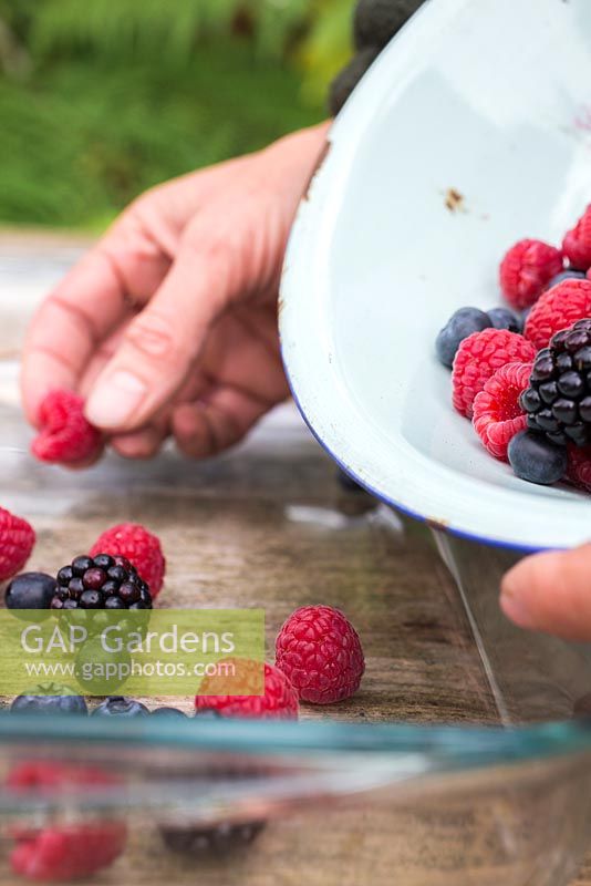 Frozen Summer Fruits. Placing foraged berries in a tray for freezing. Featuring Blueberries - Vaccinium, Raspberries and Blackberries - Rubus fruticosus