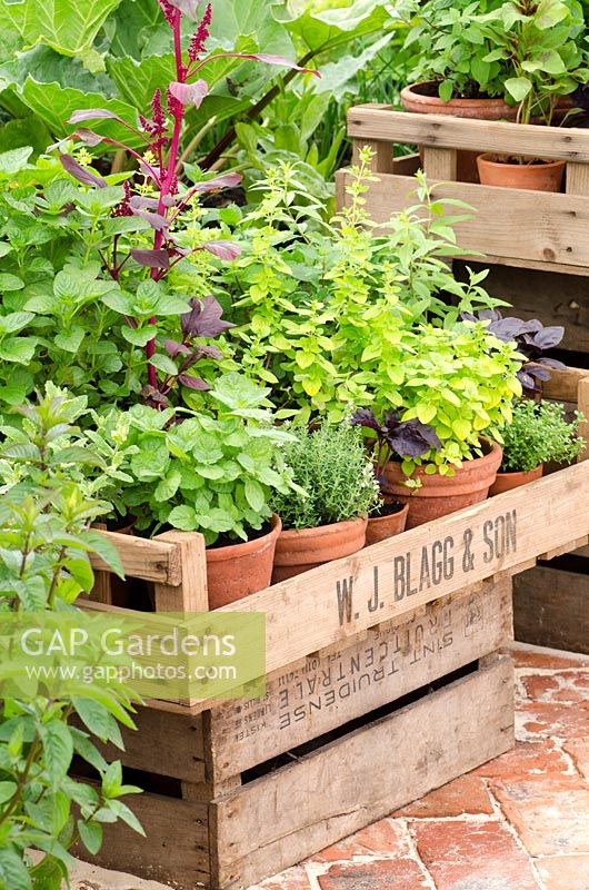 Mixed herbs in a wooden crate