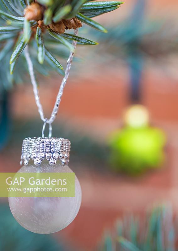 Washed glass bauble hanging on Picea pungens 'Hoopsii'
