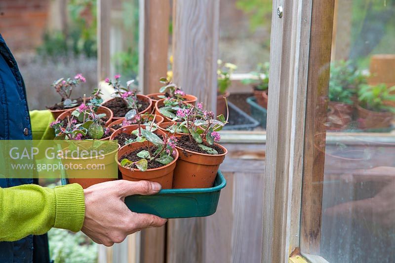 Woman storing Sedum 'Bertram Anderson' in a greenhouse