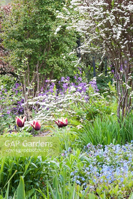 Tulipa 'Gavota' with Pulmonaria, Hesperis matronalis - Sweet rocket, Dame's violet and Spirea  - Snape Cottage Garden, Dorset