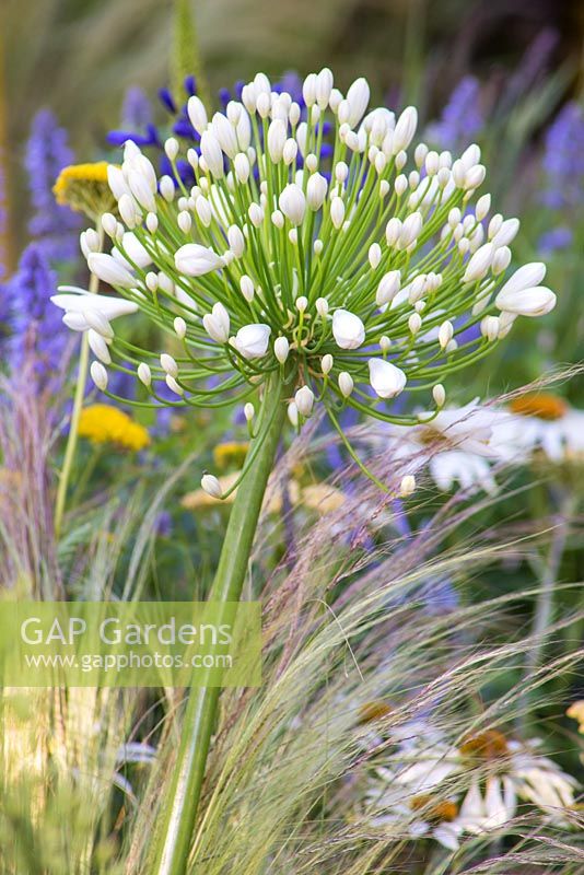 Agapanthus 'White Heaven' with Stipa tenuissima. Garden - A Space to Connect and Grow. 