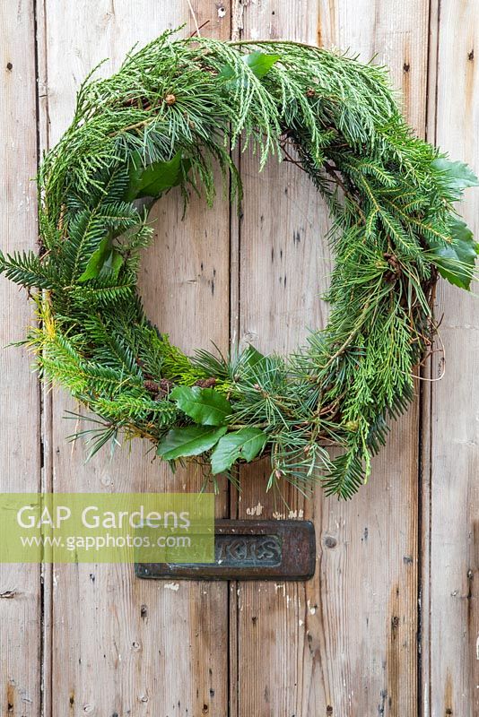 Mixed evergreen wreath hanging on a wooden door. Foliage contains sequoiadendron giganteum, pinus, larch and ilex aquifolium