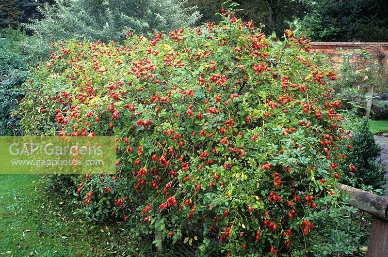 Rosa eglanteria syn. Rosa rubiginosa - Sweet Briar rose grown as a hedge at Hollington Herb garden