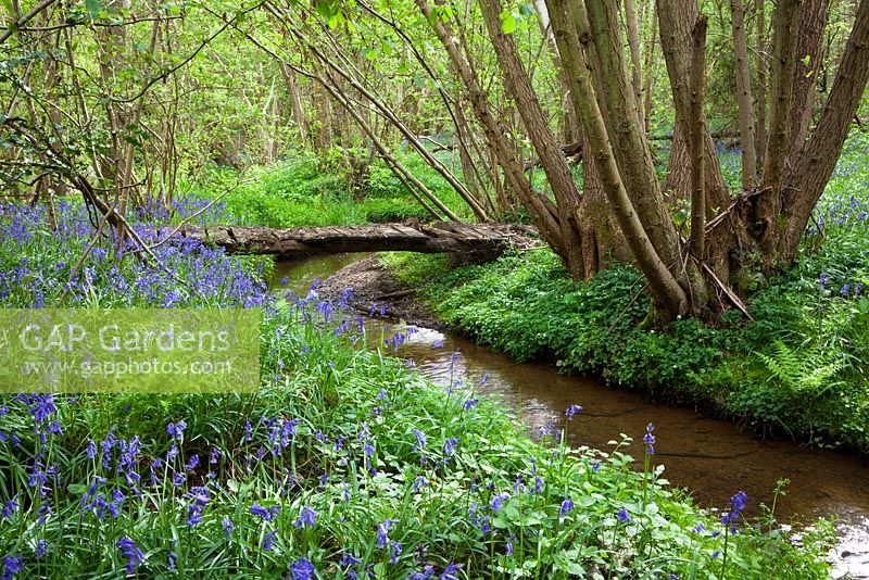 Bluebells growing by a stream in a wood in Kent. Hyacinthoides non-scripta