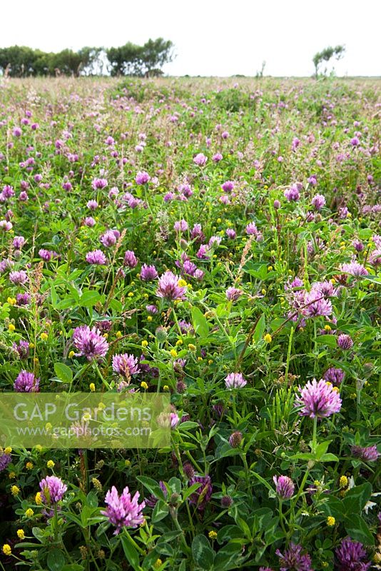 Trifolium pratense and Medicago lupulina. Red clover and Black medick in RSPB reserve at Dungeness. 