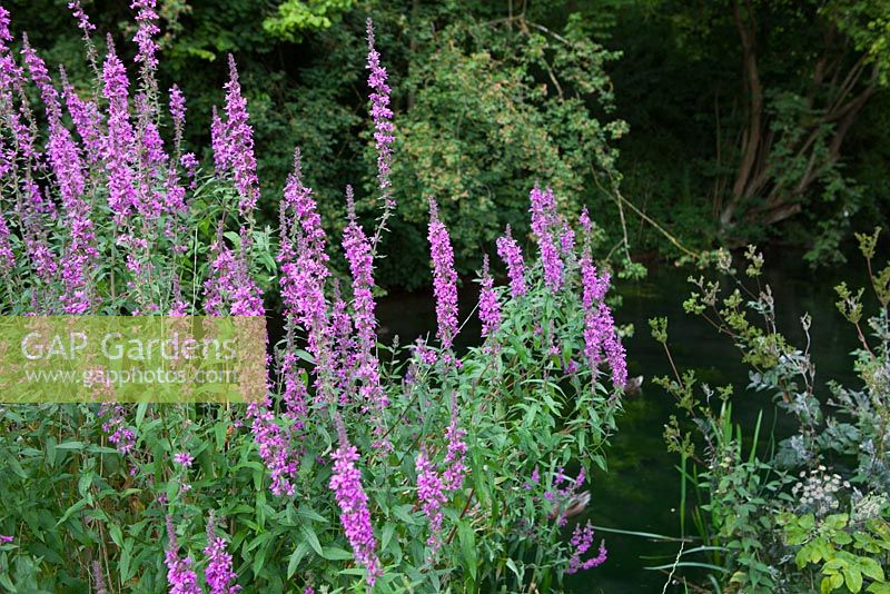 Lythrum salicaria - Purple Loosestrife growing by a canal near Stroud. 