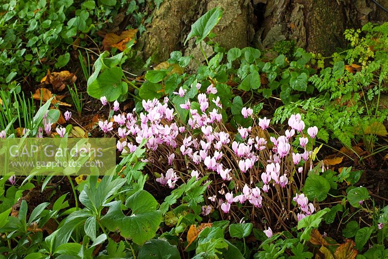 Cyclamen hederifolium growing at the base of a Horse chestnut tree in autumn. Ivy-leaved cyclamen, Neapolitan cyclamen