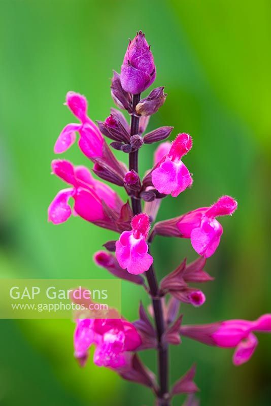 Salvia 'Mulberry Jam' syn. 'Mulberry Wine'. Sage