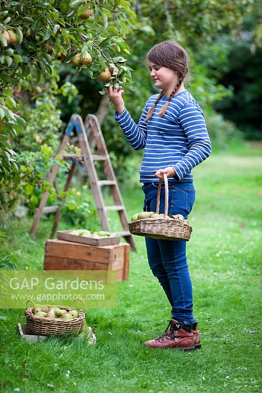 Pyrus communis 'Conference'. Young girl picking pears in the autumn. September.