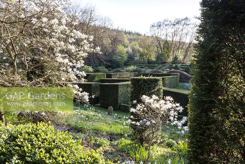 View across the Wild Garden and Hedge gardens to the Grasses Parterre. Clipped hedges of Taxus baccata, with Wave form hedge of Fagus Sylvatica - Beech. Clipped hedges of Buxus sempervirens. Foreground - Magnolia stellata. Veddw House Garden, Monmouthshire, Wales. April 2014. 