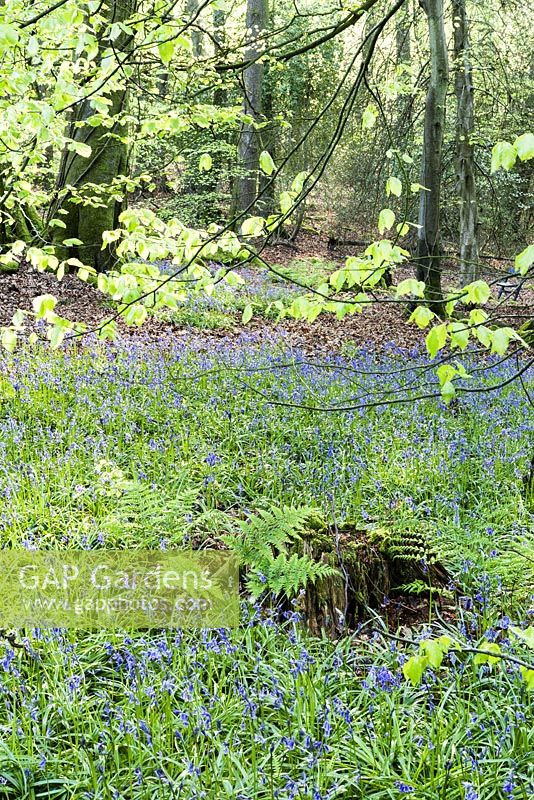 Charles Wood -  Mixed deciduous wood with underplanting of Hyacinthoides non-scripta. Beech and Fagus sylvaticaVeddw House Garden, Monmouthshire, Wales. May 2014. 
