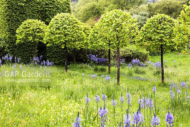 The meadow with avenue of Corylus colurna grown as standards and clipped into lollipops.  Meadow planted with Camassia subsp leichtlinii  Caerulea Group and Primula veris - cowslips and Hyacinthoides non scripta. Veddw House Garden, Monmouthshire, Wales. May 2014. 