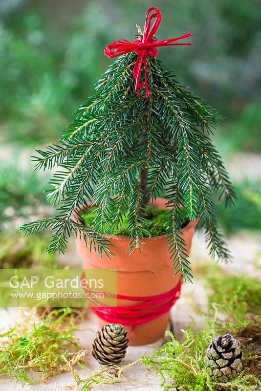Miniature christmas tree made with foliage of a Pine tree