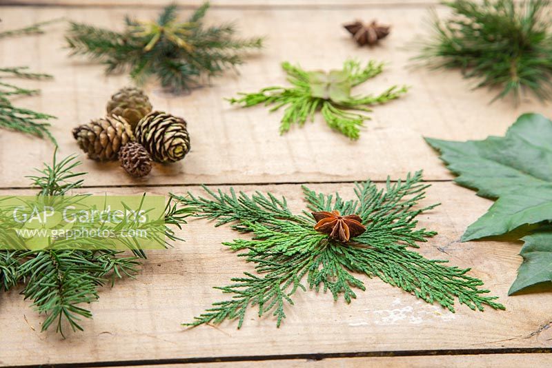 A variety of Christmas stars, made from foliage of various evergreen trees. Lithocarpus - Stone oak, Juniper, Conifer, Pinus and Sequoiadendron giganteum.