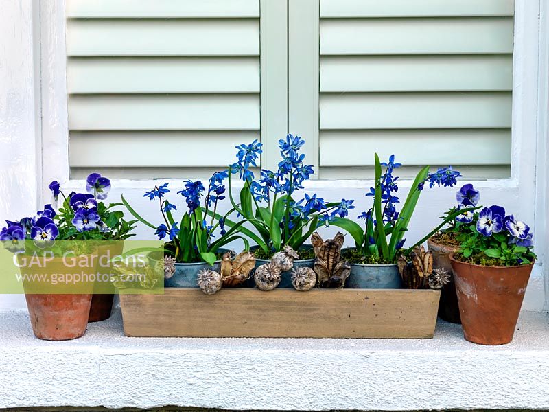 A blue themed spring windowsill display with Violas, Scilla and seed heads.