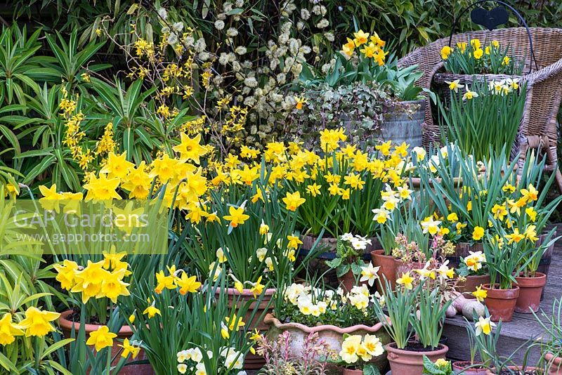 Collection of early flowering daffodils. Far left, large trumpet Early Rijnveld's Early Sensation. Bottom step L-R: small N. Jack Snipe with yellow trumpet and creamy swept-back petals and N Topolino. In centre, Narcissus Jetfire, with bright orange trumpet and golden swept-back petal. Above right: all yellow Narcissus Sweetness. Yellow and white primulas and winter violas. Euphorbia x martinii Ascot Rainbow. Behind, pussy willow and forsythia.