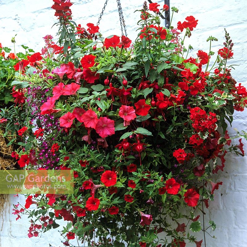 Red themed hanging basket of Petunia Surfinia Red, Verbena Tapien Red and Pelargoniums Reflections Red with Magic Scarlet.