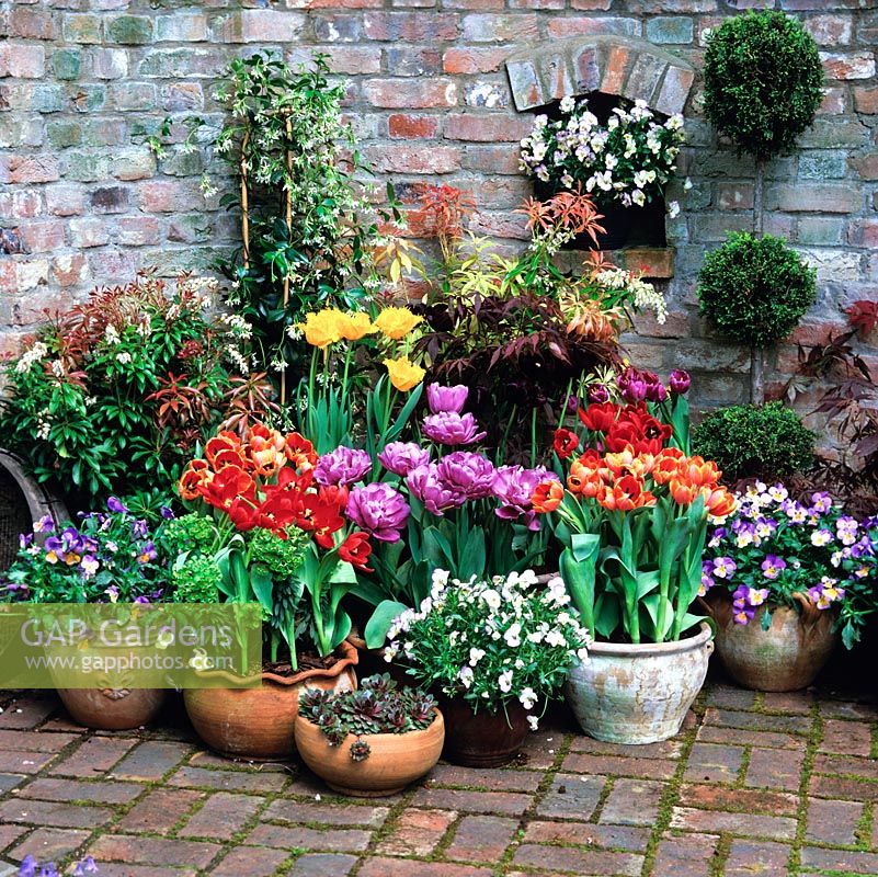 Spring pots of tulips - frilly yellow 'Hamilton', bluish mauve 'Blue Diamond', red 'Apeldoorn', 'Orange Princess'. Pieris, pansies and topiary.
