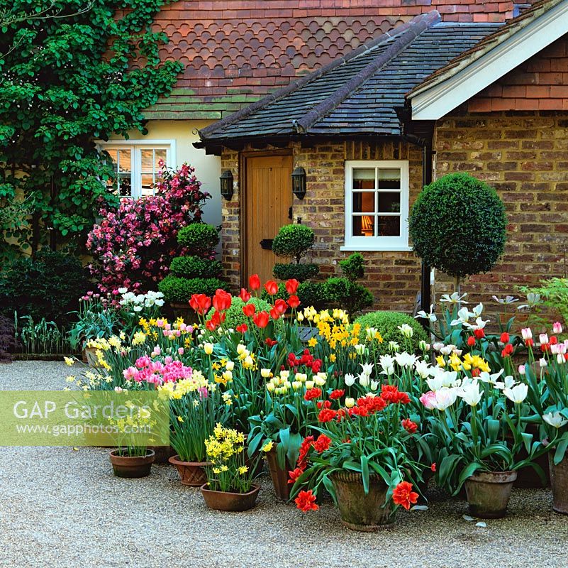Front garden of pots on gravel, filled with spring flowering daffodils - narcissus, tulips and box, ligustrum and hebe topiary. Camellia in bed by front door.