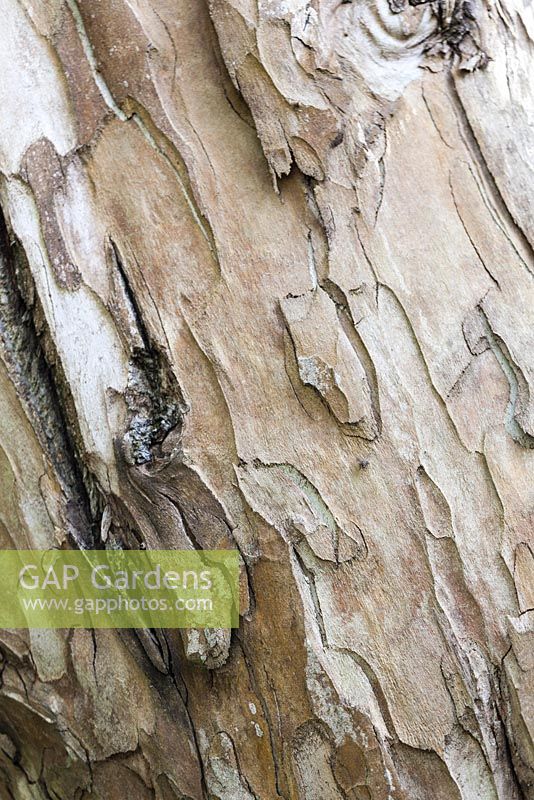 Bark of Eucalyptus rodwayi - Knoll Gardens, Wimborne Minster, Dorset. Designed and owned by Neil Lucas. September