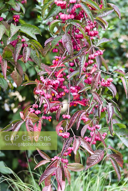 Euonymus europaeus 'Red Cascade'. Knoll Gardens, Wimborne Minster, Dorset.
