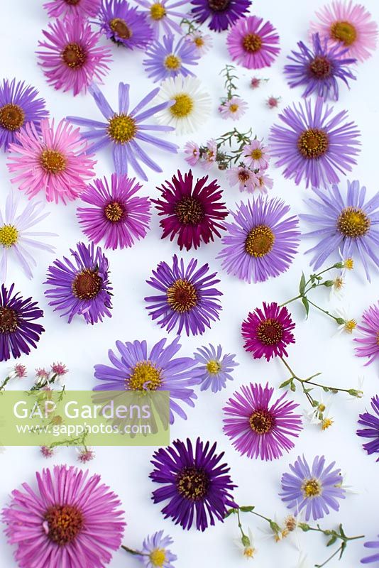 Mixed aster flowers on white background