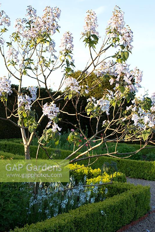 Paulownia tomentosa with Camassia leichtlinii 'Blue Heaven' and box hedges 