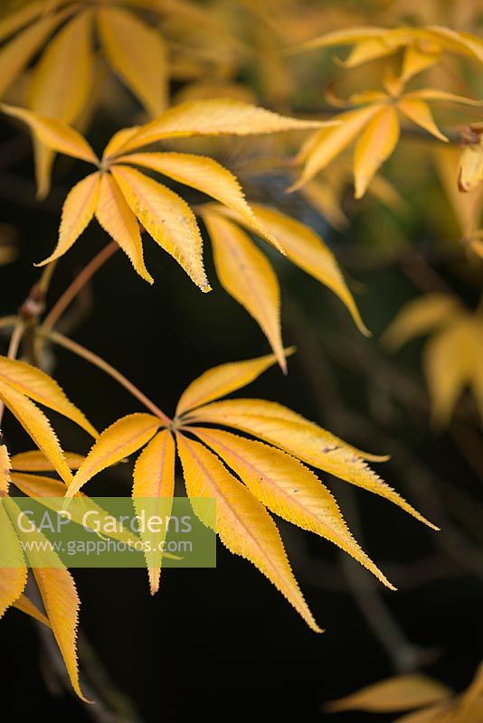 Aesculus glabra var. arguta - Ohio buckeye. Autumn leaves