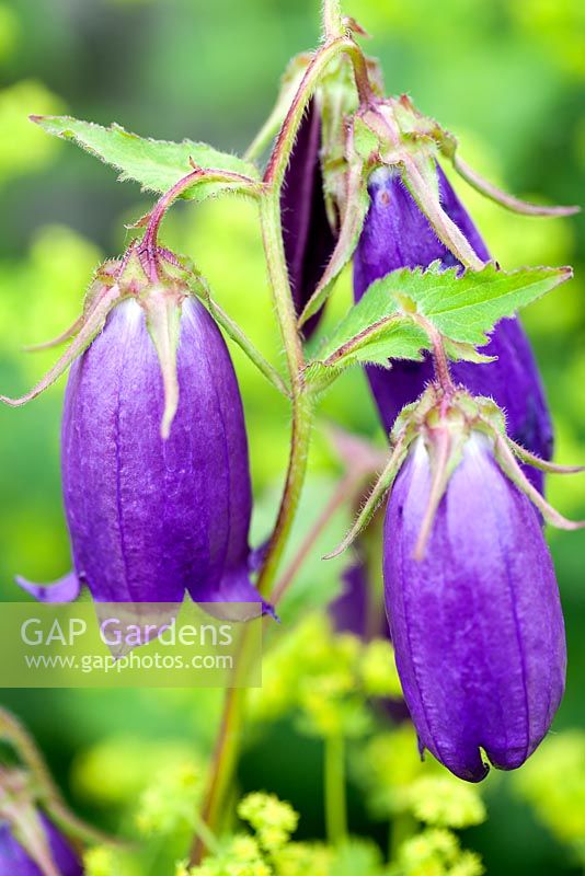 Campanula Sarastro, Bellflower. Perennial, June. Plant portrait of purple bell shaped flowers.