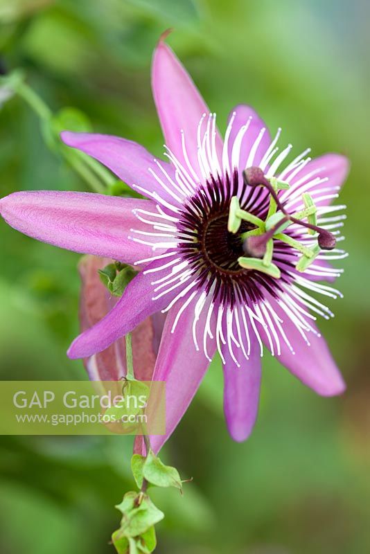 Passiflora x violacea 'Eynsford Gem', Passion flower. Shrub, September. Close up portrait of dusky purple and pink flower.